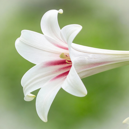 Giant Himalayan Lily Seeds for Planting