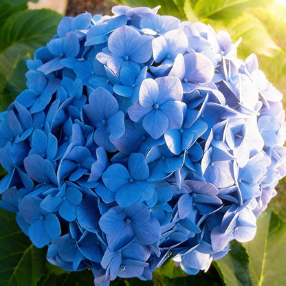 Blue Hydrangea Seeds (Hydrangea macrophylla) – Bigleaf Perennial Shrub