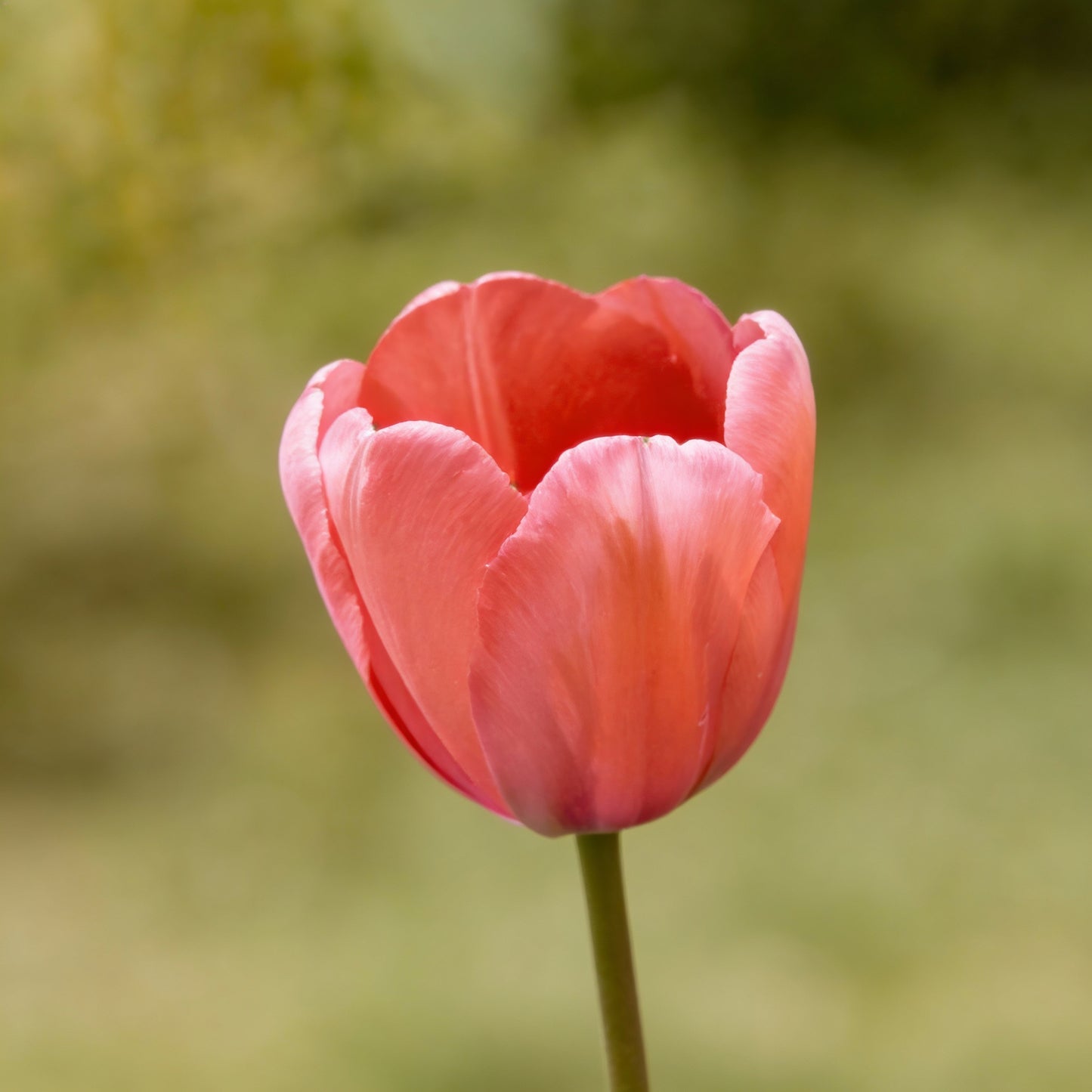 Tulip Flower Seeds for Planting
