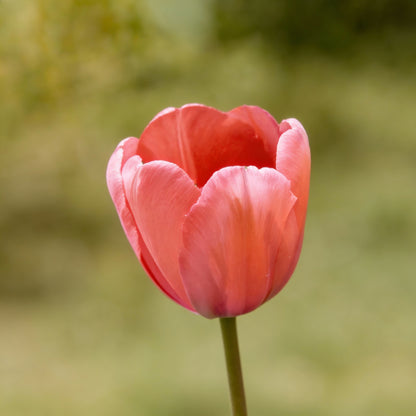 Tulip Flower Seeds for Planting