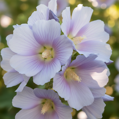 Abutilon × Suntense Seeds – Blue Flowering for Planting