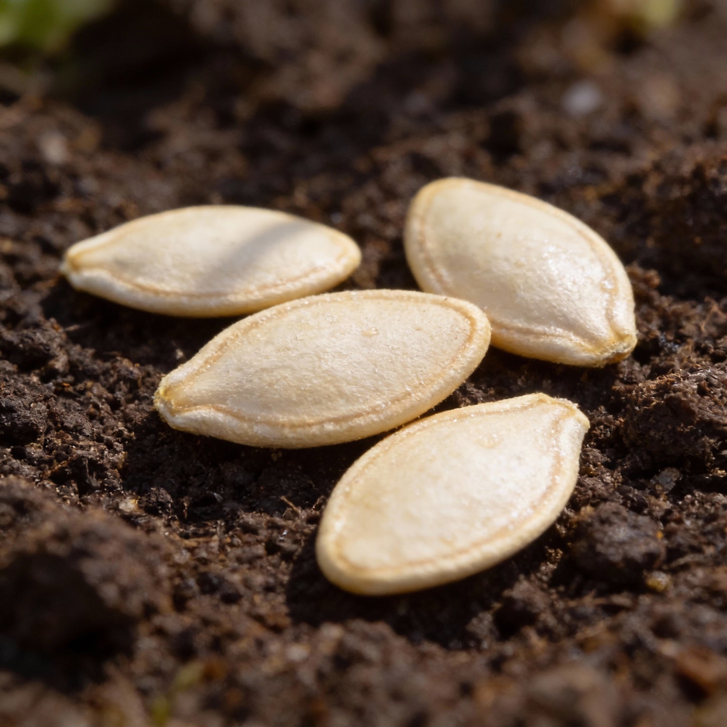 Acorn Table Queen Seeds – High-Quality Vegetable for Thriving Gardens
