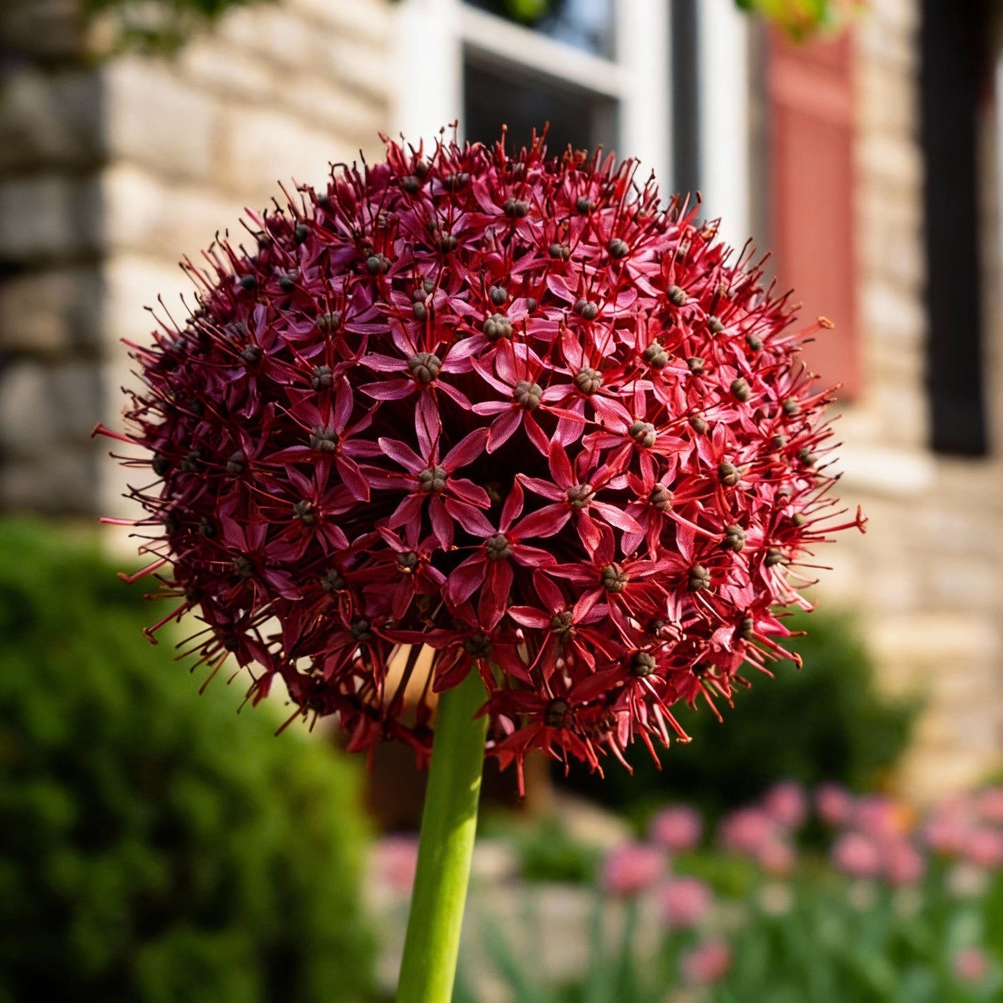 Allium Atropurpureum Seeds for Planting – Deep Red Purple Blooms