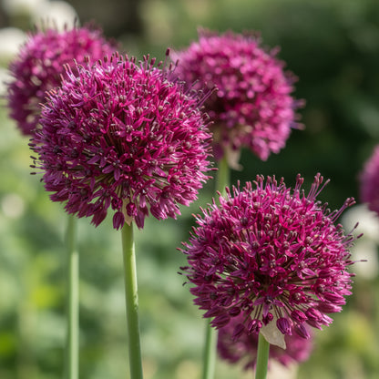 Allium Atropurpureum Seeds for Planting – Deep Red Purple Blooms
