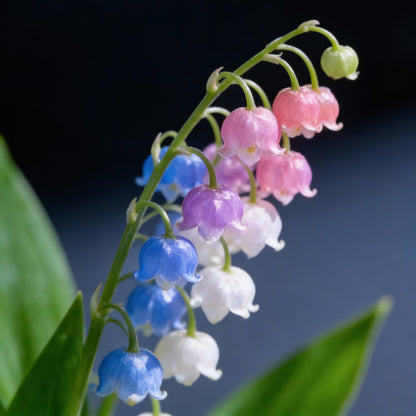 Bag Bell Orchid Flower Seeds for Planting