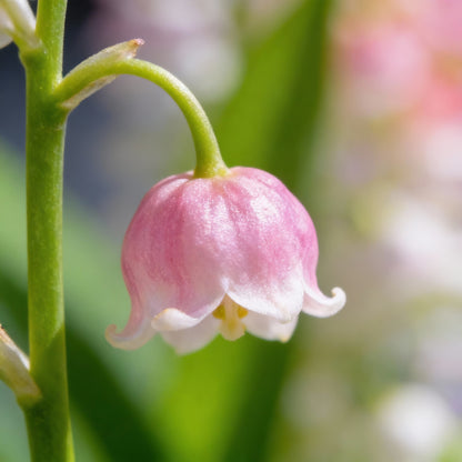Bag Bell Orchid Flower Seeds for Planting