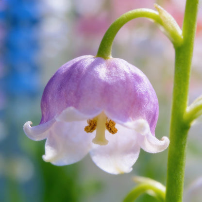 Bag Bell Orchid Flower Seeds for Planting