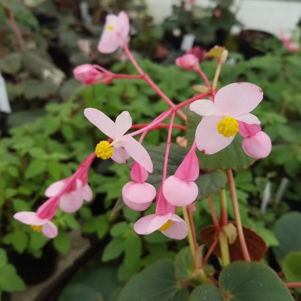 Begonia Grandis subsp. Evansiana Seeds for Planting – Elegant Shade-Loving Perennial