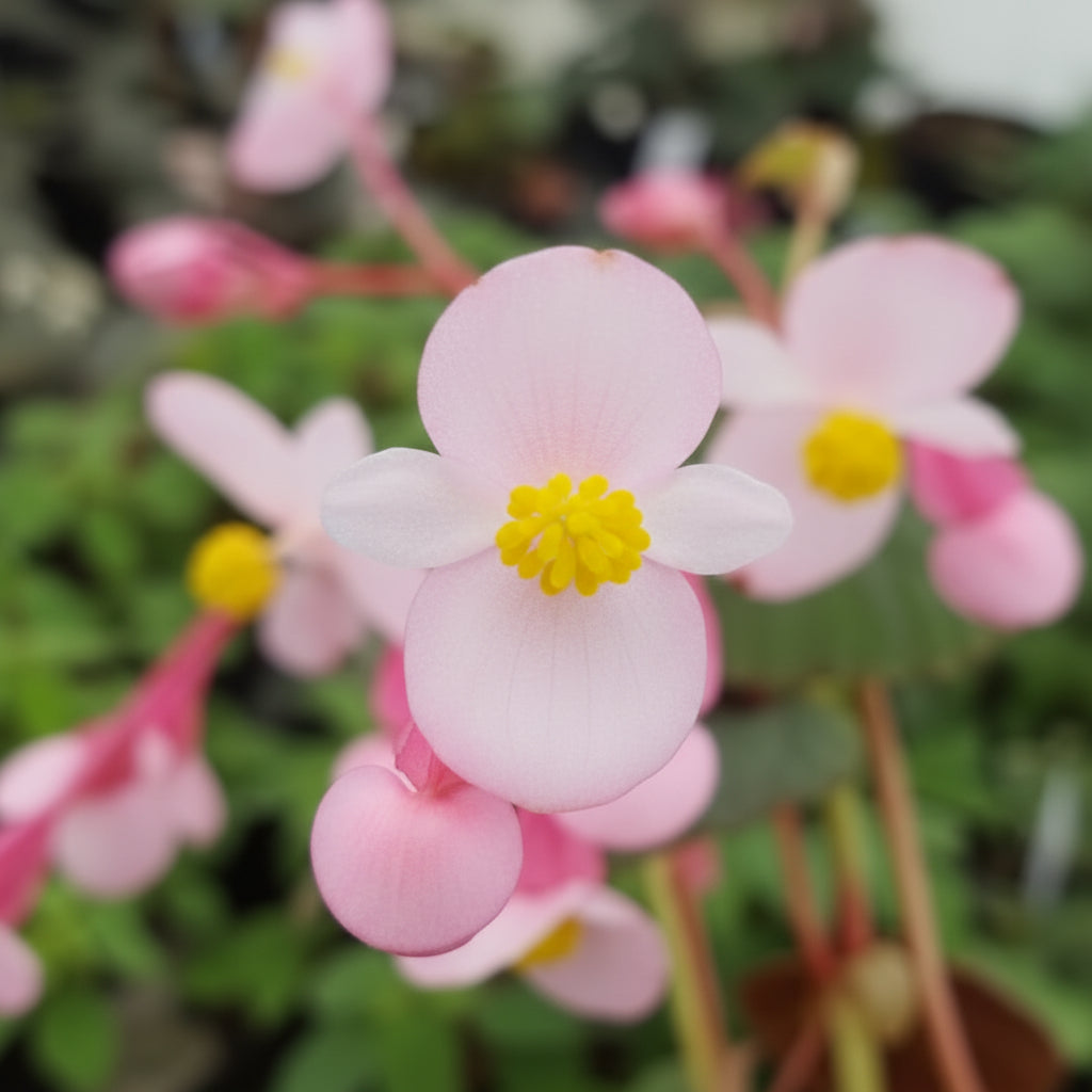 Begonia Grandis subsp. Evansiana Seeds for Planting – Elegant Shade-Loving Perennial