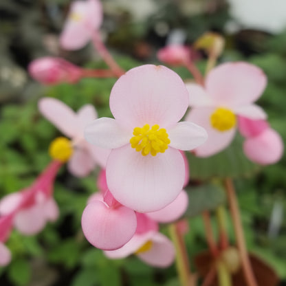 Begonia Grandis subsp. Evansiana Seeds for Planting – Elegant Shade-Loving Perennial