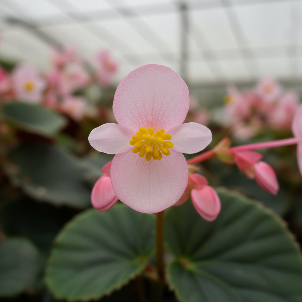 Begonia Grandis subsp. Evansiana Seeds for Planting – Elegant Shade-Loving Perennial