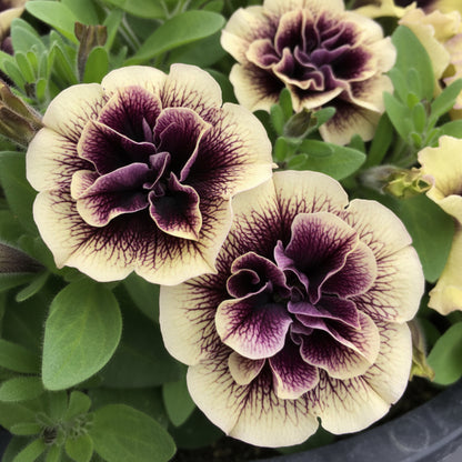 Black and Yellow Double Petunia Flower Seeds - Petunia Flower Seeds for Garden