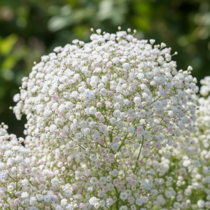 Mixed Babys Breath Flower Seeds - Babys Breath Flower Seeds for Garden