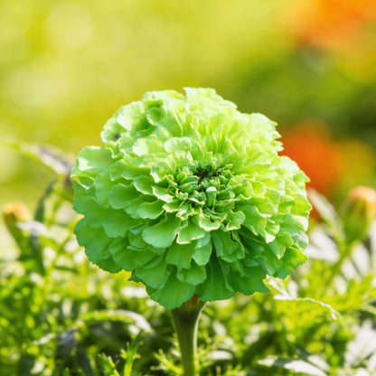 Green Marigold Flower Seeds for Planting – Ornamental Blooms for Home Garden