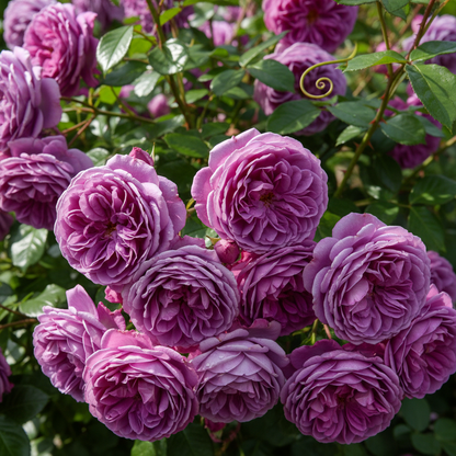 Purple Climbing Rose Seeds for Planting