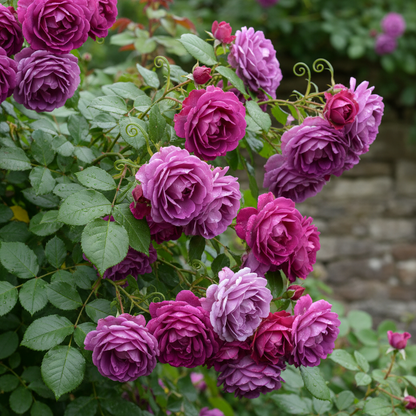 Purple Climbing Rose Seeds for Planting
