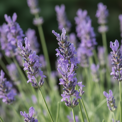 Munstead Lavender Seeds - Lavender Flower Seeds for Garden