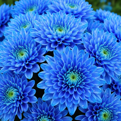 Blue Chrysanthemum Flower Seeds - Blue Chrysanthemum Flower Seeds for Garden