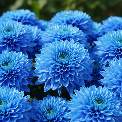 Blue Chrysanthemum Flower Seeds - Blue Chrysanthemum Flower Seeds for Garden