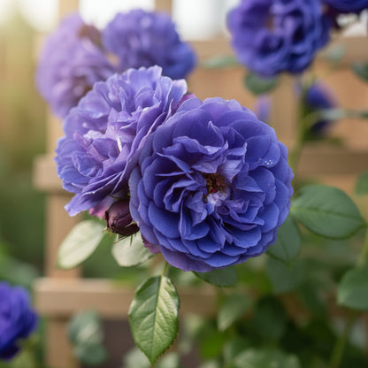 Blue Climbing Rose Flower Seeds for Planting