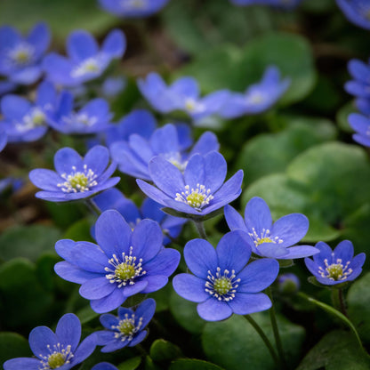 Blue Hepatica Flower Seeds for Planting – Hardy Perennial Garden Delight