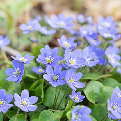 Blue Hepatica Flower Seeds for Planting – Hardy Perennial Garden Delight