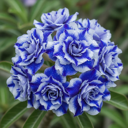 Blue White Desert Rose Seeds for Planting - Adenium