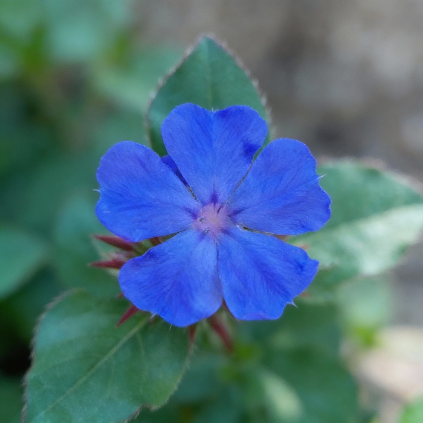 Ceratostigma Plumbaginoides Flower Seeds for Planting – Blue Leadwort 100 pcs