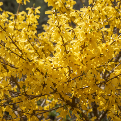 Weeping Forsythia Seeds (Forsythia suspensa) – Golden Spring Blooms