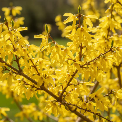 Weeping Forsythia Seeds (Forsythia suspensa) – Golden Spring Blooms