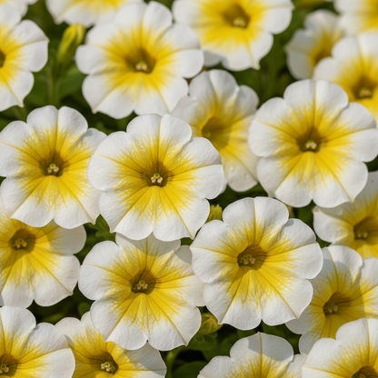 Superbells Lemon Slice Calibrachoa Seeds – Vibrant Trailing Annual for Containers & Hanging Baskets