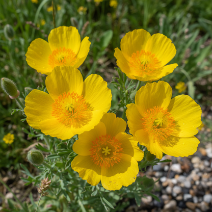 Glaucium Flavum Seeds for Garden Planting