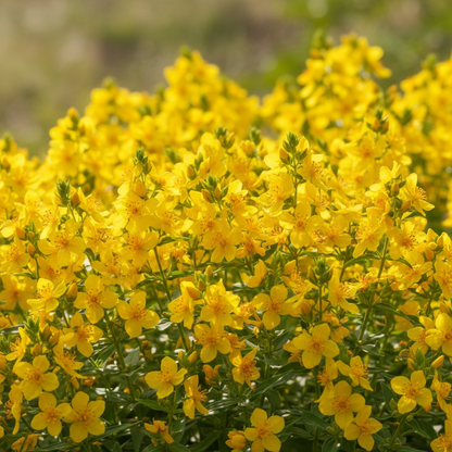Lysimachia Punctata Flower Seeds – Yellow Perennial for Planting