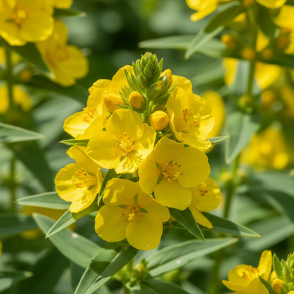 Lysimachia Punctata Flower Seeds – Yellow Perennial for Planting