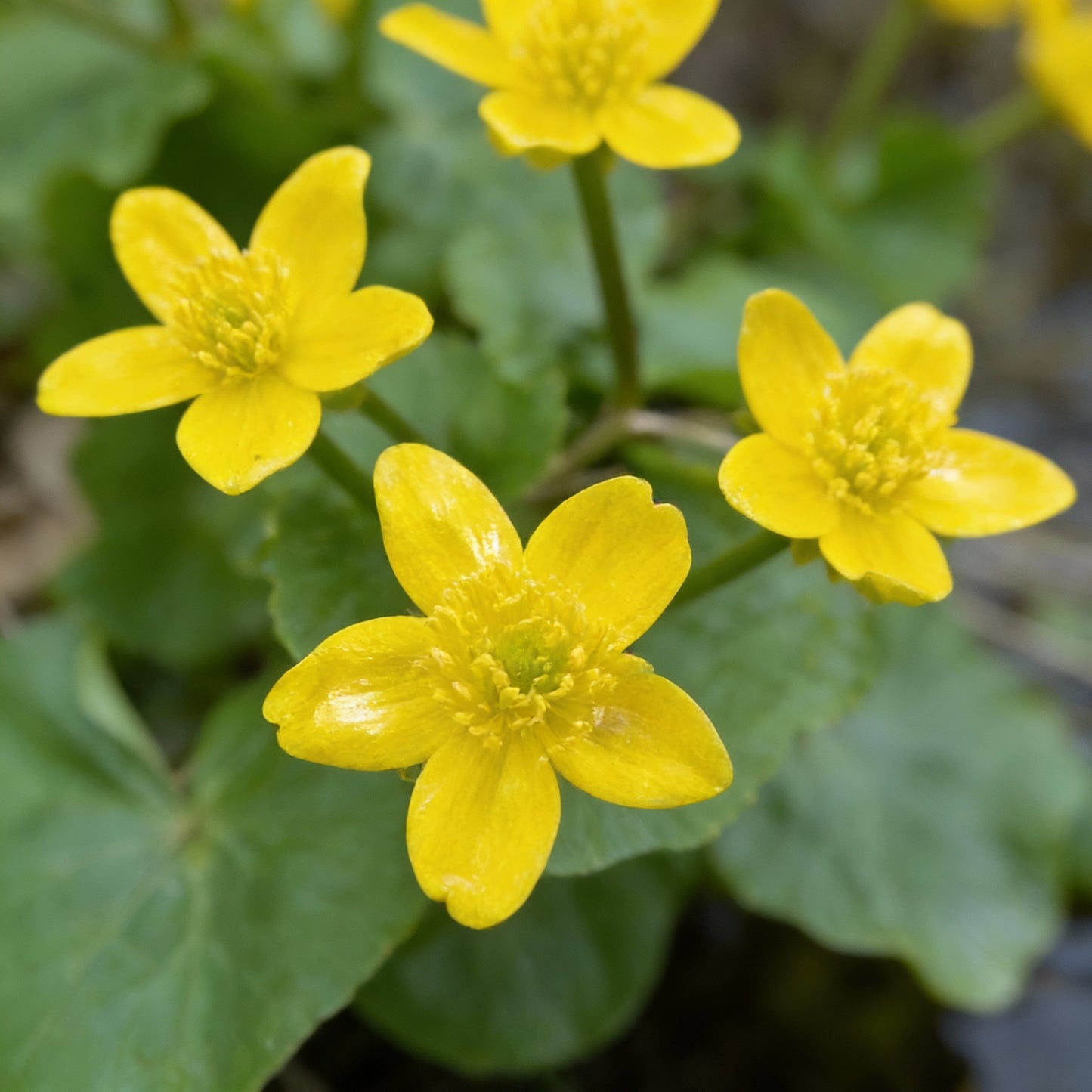 Swamp Marigold Seeds for Planting