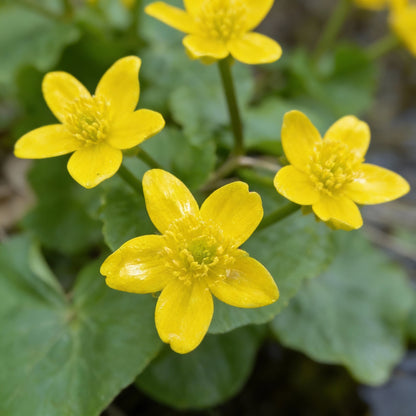 Swamp Marigold Seeds for Planting