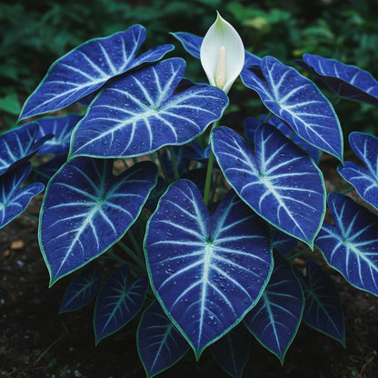 Caladium Bicolor Blue Mix Seeds (Ornamental Foliage Plant)