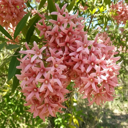 Petrea Volubilis Seeds - Queens Wreath Flower Seeds for Garden