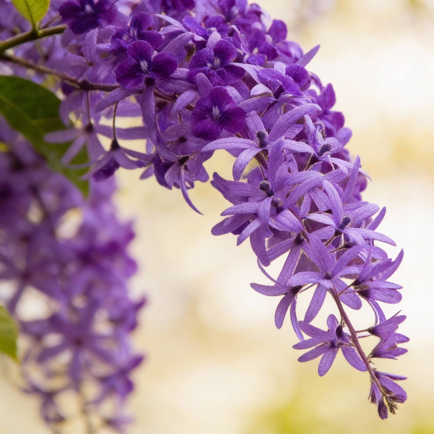 Petrea Volubilis Seeds for Planting – Purple Flowering Vine for Home Gardens