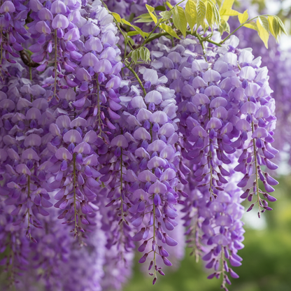 Purple Wisteria Seeds - Wisteria Flower Seeds for Garden
