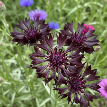 Centaurea Cyanus Black Ball Flower Seeds for Garden Planting