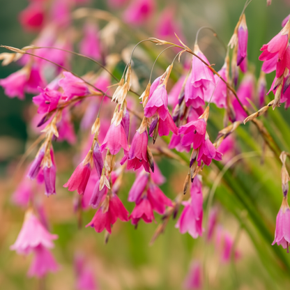 Dierama Ripe Cherries Flower Seeds for Garden Planting