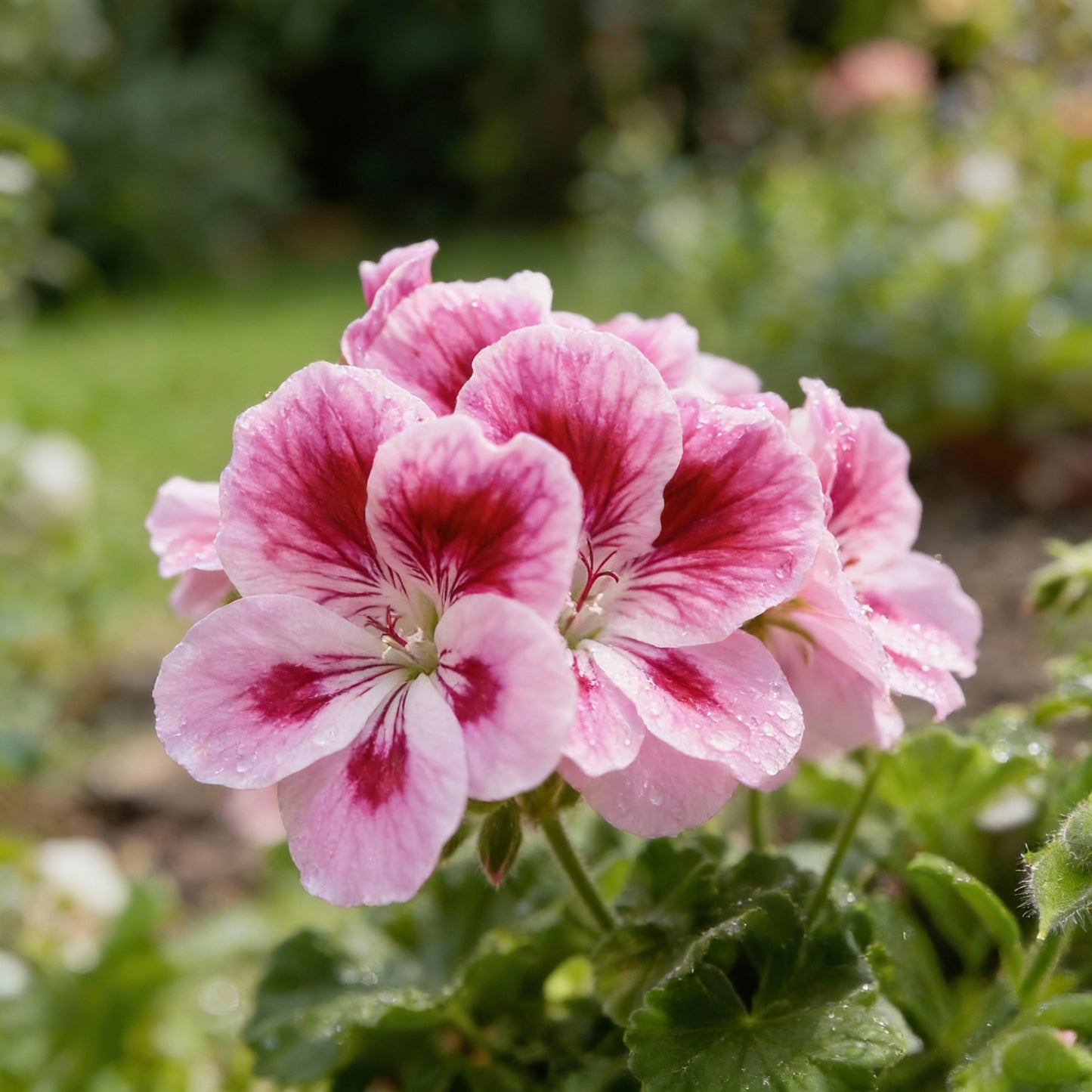 Citronella Geranium Flower Seeds for Planting – Mosquito Repellent Ornamental Plant