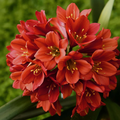 Clivia Flower Seeds for Planting – Evergreen Perennial Fragrant Cut Flowers for Home & Indoor Gardens