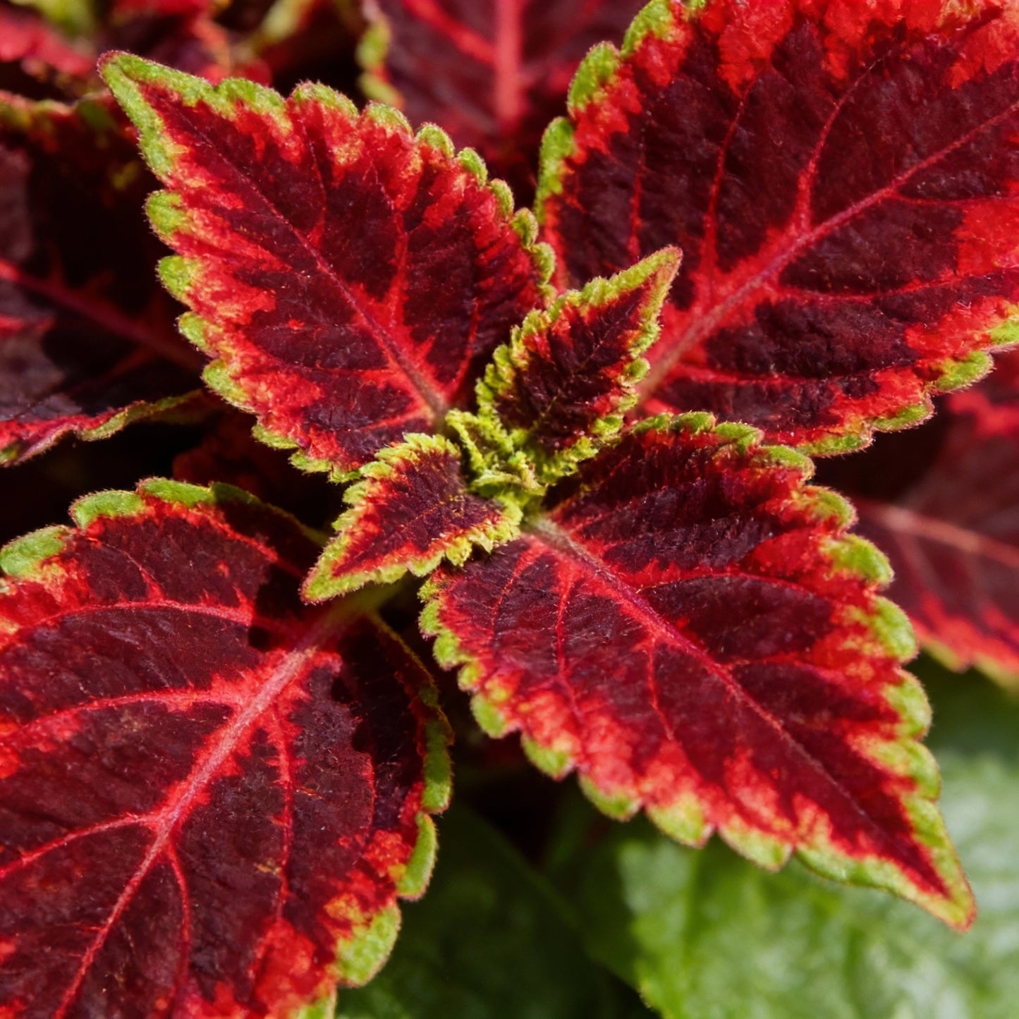 Coleus Kong Red Seeds – Giant Red Foliage with Dark Green Edges