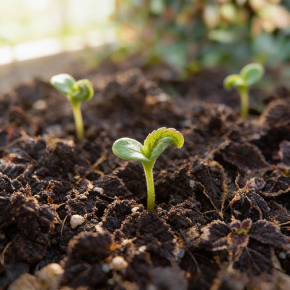 Coleus Trailing Purple Seeds for Garden Planting