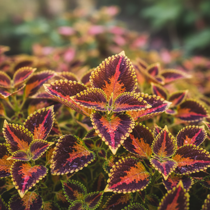 Colorful Plectranthus Coleus Flower Seeds for Garden Planting
