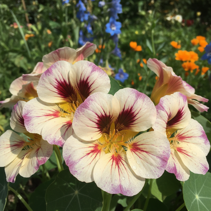 Lady Bird Cream Purple Nasturtium Flower Seeds - Nasturtium Flower Seeds for Garden