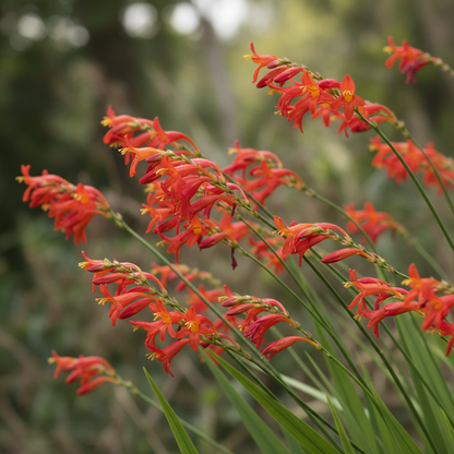 Crocosmia Montbretia Flower Seeds for Garden Planting
