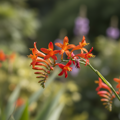 Crocosmia Montbretia Flower Seeds for Garden Planting